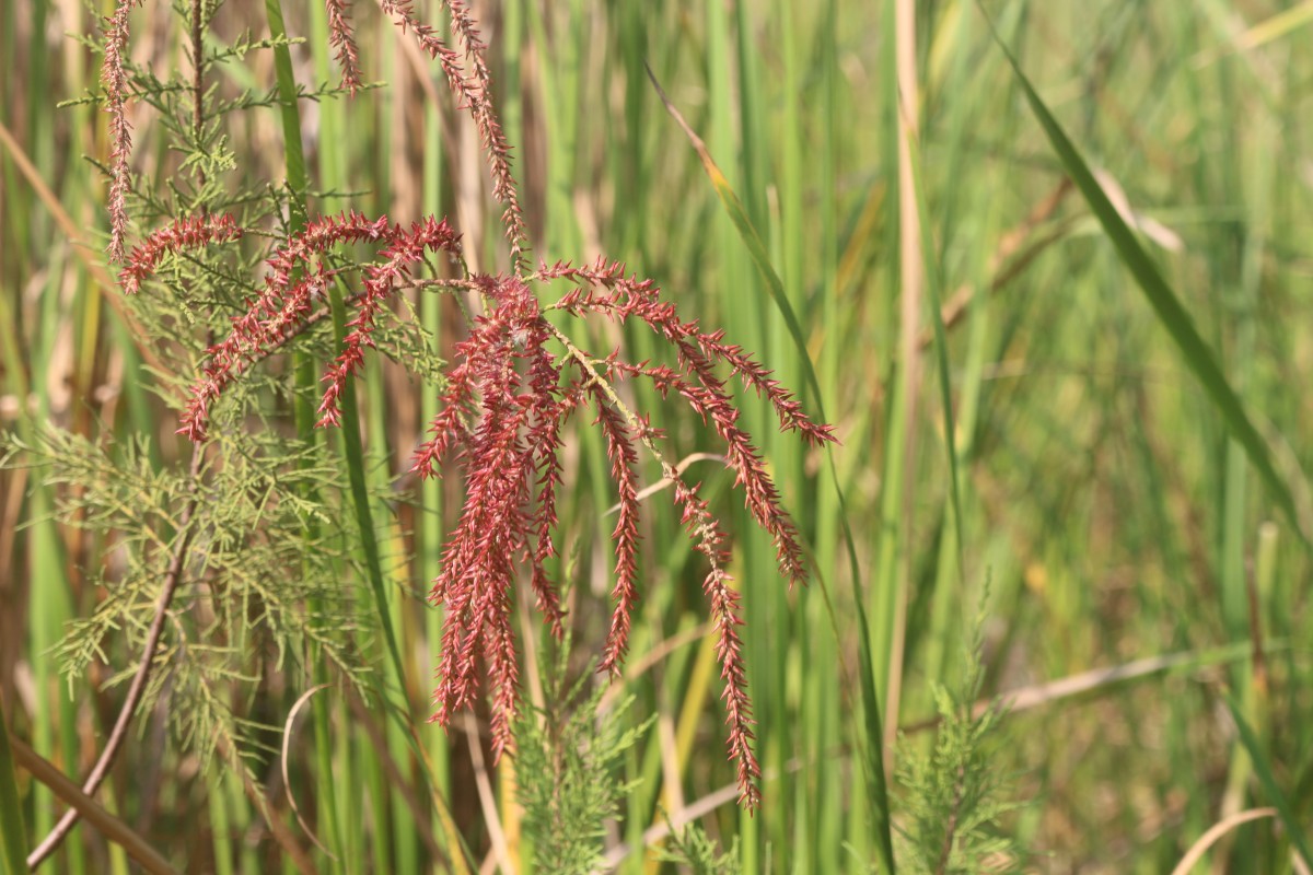 Tamarix indica Willd.